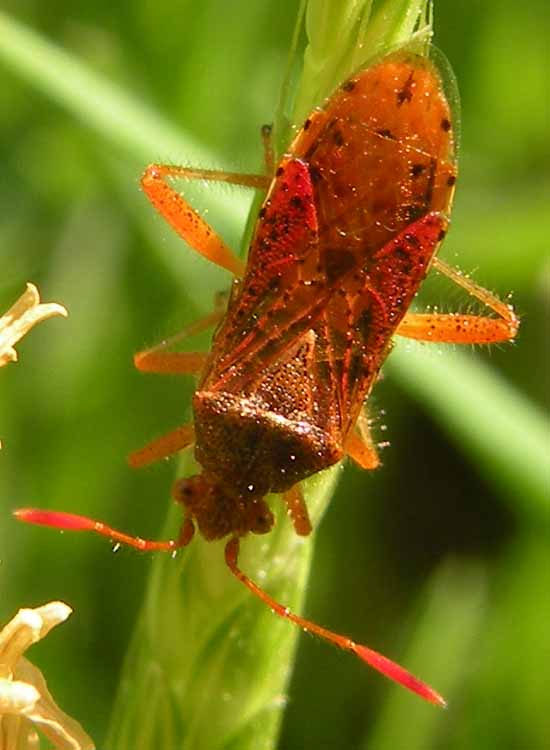 Rhopalidae: Rhopalus maculatus dell''Emilia (RE)